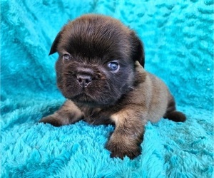 French Bulldog Puppy for sale in LAS VEGAS, NV, USA