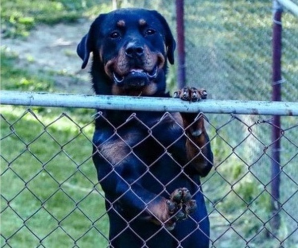 Medium Photo #1 Rottweiler Puppy For Sale in FLORENCE, KY, USA