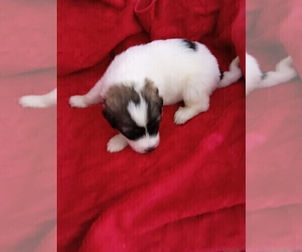 Medium Photo #2 Great Pyrenees Puppy For Sale in BANCROFT, WI, USA