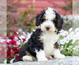 Bernedoodle (Miniature) Puppy for sale in LITITZ, PA, USA