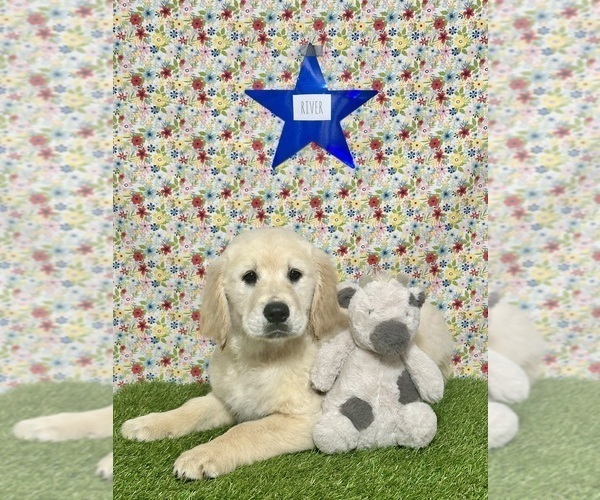 Medium Photo #10 Golden Retriever Puppy For Sale in COLTON, CA, USA