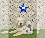Puppy RIVER Golden Retriever