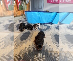 Yorkshire Terrier Puppy for sale in MULVANE, KS, USA