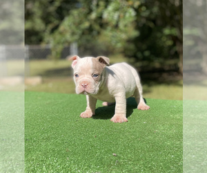 American Bully Puppy for sale in COVINGTON, GA, USA