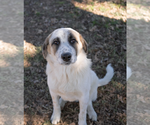 Small #3 Great Pyrenees