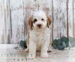 Small #2 Bernedoodle (Miniature)