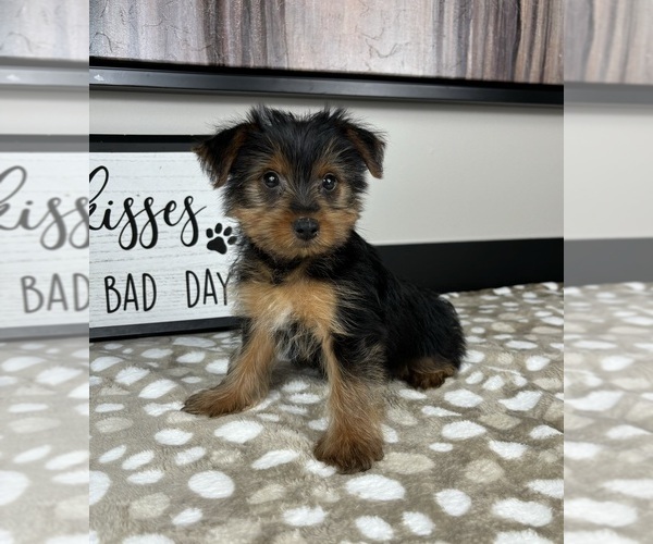 Medium Photo #3 Yorkshire Terrier Puppy For Sale in INDIANAPOLIS, IN, USA
