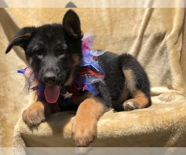 Medium Photo #8 German Shepherd Dog Puppy For Sale in EAST EARL, PA, USA
