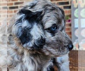 Aussiedoodle Puppy for sale in COLUMBIA, TN, USA