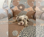 Small Photo #3 English Bulldog Puppy For Sale in CIBOLO, TX, USA