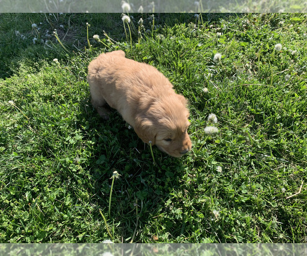 Medium Photo #7 Golden Retriever Puppy For Sale in CLEVER, MO, USA
