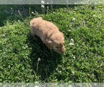 Small #6 Golden Retriever