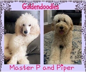 Goldendoodle Puppy for Sale in CLINTON, North Carolina USA