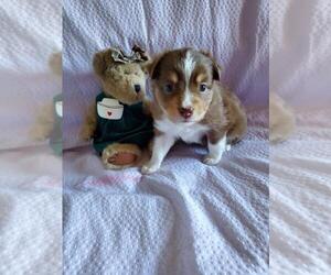 Miniature Australian Shepherd Puppy for sale in MUSELLA, GA, USA