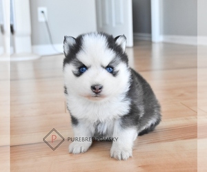 Pomsky Puppy for sale in KANSAS CITY, MO, USA