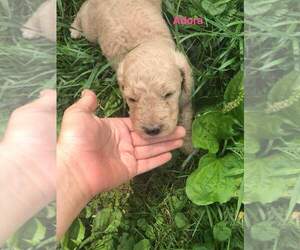 Goldendoodle Dog for Adoption in EIDSON, Tennessee USA