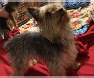 Father of the Yorkshire Terrier puppies born on 05/25/2025