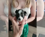 Small #1 Schnauzer (Miniature)