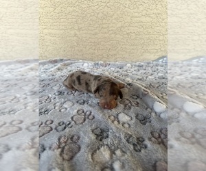 Medium Dachshund