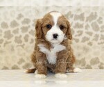 Small #3 Cavapoo