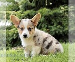 Small Pembroke Welsh Corgi