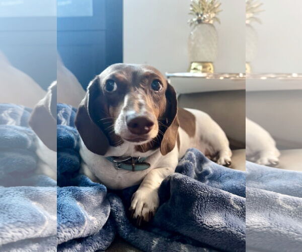 Medium Photo #3 Dachshund Puppy For Sale in Fruitland, SC, USA