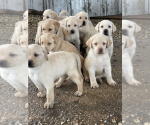 Labrador Retriever Puppy for sale in DUNN, NC, USA