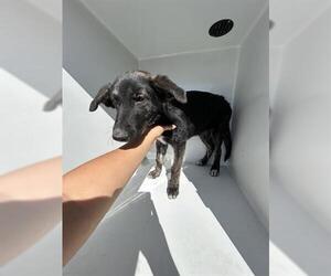 German Shepherd Dog Dogs for adoption in Houston, TX, USA