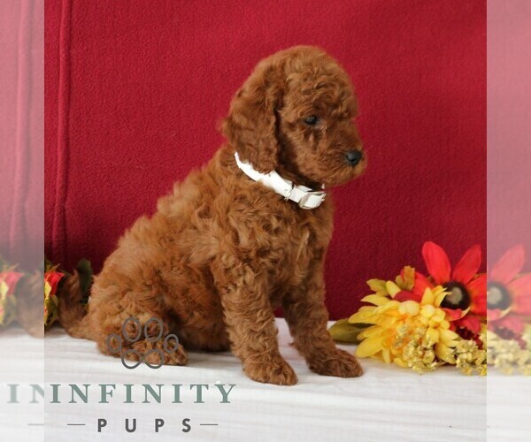 Medium Photo #5 Goldendoodle Puppy For Sale in GORDONVILLE, PA, USA