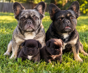 French Bulldog Puppy for sale in MOUNT JOY, PA, USA