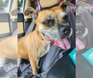 Boxer-Unknown Mix Dogs for adoption in Dumont, NJ, USA