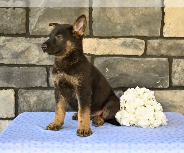 Medium Photo #4 German Shepherd Dog Puppy For Sale in MILLERSBURG, OH, USA