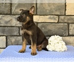 Small #3 German Shepherd Dog