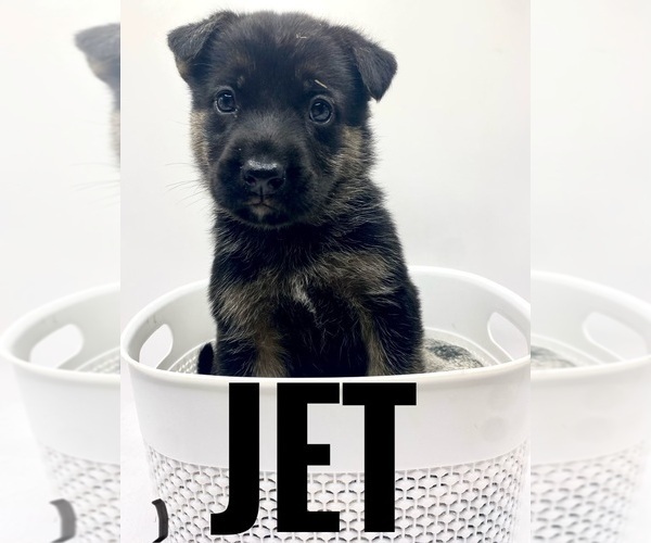 Medium Photo #1 German Shepherd Dog Puppy For Sale in LORIS, SC, USA