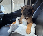 Small #3 Belgian Malinois