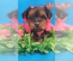 Small Photo #23 Yorkshire Terrier Puppy For Sale in AKRON, OH, USA