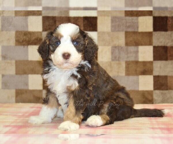 Medium Photo #1 Bernedoodle (Miniature) Puppy For Sale in DENVER, PA, USA