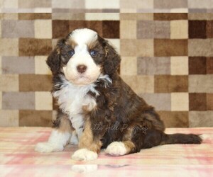 Bernedoodle (Miniature) Puppy for sale in DENVER, PA, USA