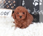 Small #1 Poodle (Toy)