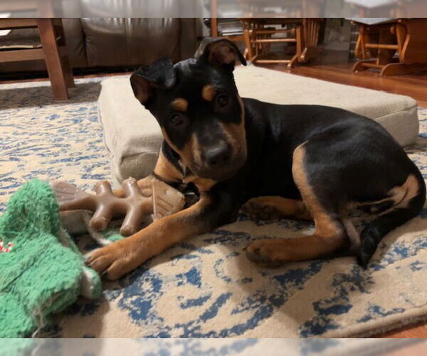 Medium Photo #10 Rottweiler-Unknown Mix Puppy For Sale in Canal Winchester, OH, USA