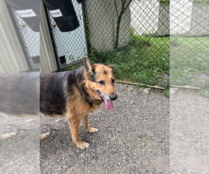 German Shepherd Dog-Unknown Mix Dogs for adoption in Elmsford, NY, USA