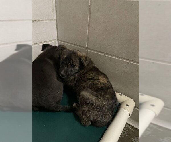 Medium Photo #1 Mutt Puppy For Sale in Stockton, CA, USA