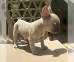 Small Photo #7 French Bulldog Puppy For Sale in UNION CITY, GA, USA