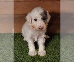 Small Photo #4 Poodle (Miniature) Puppy For Sale in FILLMORE, UT, USA