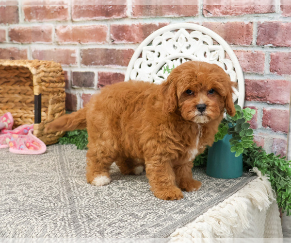 Medium Photo #10 Cavapoo (Miniature) Puppy For Sale in SYRACUSE, IN, USA