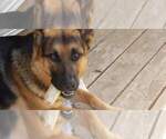 Small Photo #1 German Shepherd Dog Puppy For Sale in PICKERINGTON, OH, USA