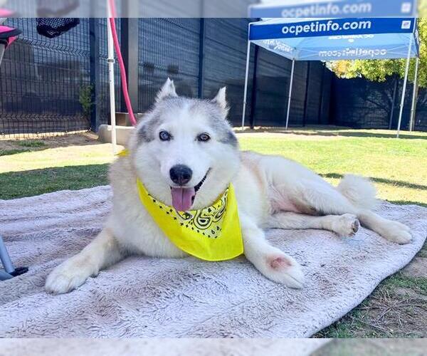 Medium Photo #3 Siberian Husky Puppy For Sale in Orange, CA, USA