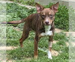Small #3 American Rat Pinscher