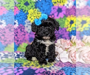 Havanese-Poodle (Toy) Mix Puppy for sale in ELKTON, MD, USA