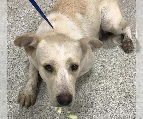 Medium Photo #1 Labrador Retriever-Unknown Mix Puppy For Sale in Conroe, TX, USA